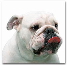 Bulldogge hell Wandbild ,40cm,Canvas Druck Leinwand,NEU  