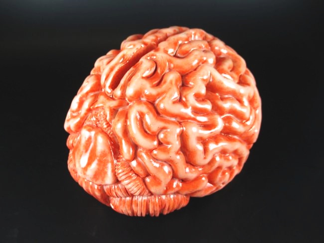 Gehirn Brain Spardose,Money Bank 16 cm aus Polyresin,Neu 