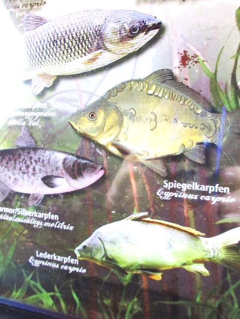gewölbt Fische Heimische Seefische Blechschild 20 x 30 cm